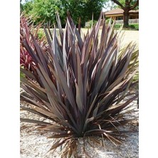 Yeni Zelanda Keteni Koyu Bordo Yapraklı Phormium Tenax Purpureum 40 60 cm Saksıda