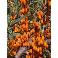 Yalancı Iğde Fidanı Hippophae Rhamnoides Dişi 80 100 cm Saksıda