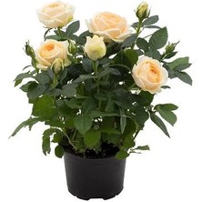 Bodur Gül Fidanı Rosa Kordana 20 40 cm Saksıda