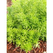 Dam Koruğu Açık Yeşil Sedum Gold Mound Saksıda