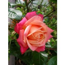 Gül Fidanı Turuncu Pembe Rosa Laxa Nancy Reagan 20 40 cm Saksıda