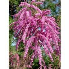 Ilgın Ağacı Pembe Çiçekli Tamarix Ramosissima Pink Cascade 100 cm Saksıda