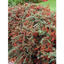 Yayılıcı Dağ Muşmulası Cotoneaster Horizontalis 20 cm