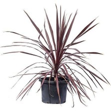 Kızıl Kordilin Bitkisi Cordyline Australis Red Star 20 40 cm Saksıda