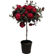 Baston Gül Carmine Rosa Ad Alberello 120 cm Saksıda