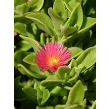 Buz Çiçeği Aptenia Cordifolia Rose Saksıda