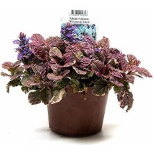 Ajuka Otu Mayasıl Otu Alacalı Ajuga Reptans Burgundy Saksıda