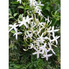 Yasemin Fidanı Limon Kokulu Jasminum Azoricum Lemon 60 70 cm Ithal Saksıda