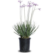 Sarımsak Çiçeği Tulbaghia Viyolacea Saksıda