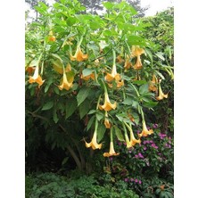 Melek Borusu Fidanı Brugmansia Sp Angels Trumpet 80 100 cm Saksıda