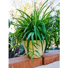 Bahçe Kurdelesi Chlorophytum Comosum Lemon Saksıda