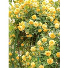 Sarı Sarmaşık Gül Fidanı Rosa Rampicanti Yellow 120 cm Büyük Yaş Saksıda