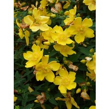 Kantaron Çiçeği Hypericum Calycinum 20 40 cm