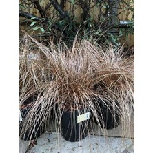 Çikolata Kareksi Carex Comans Milk Chocolate 20 40 cm Saksıda