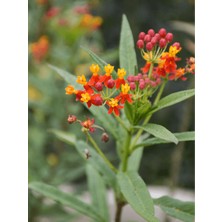 Ipek Çalısı Çiçeği Asclepias 20 40 cm Saksıda