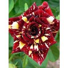 Baston Gül Fidanı Sihirbaz Rosa Ad Alberello Abrakadabra 120 cm Saksıda