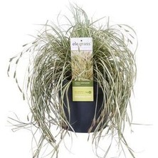 Kareks Bitkisi Carex Hachijoensis Evergold Saksıda