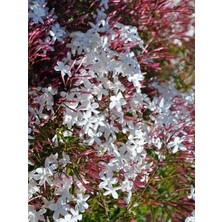 Izmir Yasemini Fidanı Pembe Beyaz Jasminum Polyanthum Pepita 50 cm Ithal
