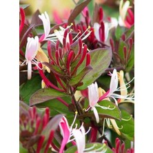 Himalaya Hanımeli Fidanı Lonicera Japonica Repens Purpurea 60 80 cm Saksıda