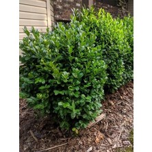 Küçük Yapraklı Şimşir Buxus Sempervirens Suffruticosa 20 cm
