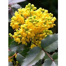 Mahonya Çalısı Mahonia Aquifolium 20 40 cm Saksıda