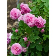 Sarmaşık Gül Fidanı Isparta Gülü Rosa Rampicanti 120 cm Büyük Yaş Saksıda