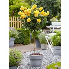 Baston Gül Fidanı Sarı Rosa Ad Alberello Yellow 80 100 cm Saksıda