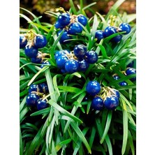 Osmanlı Çimi Yeşil Ophiopogon Japonicus Minor Saksıda