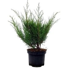 Yeşil Ardıç Juniperus Sabina Rockery Gem Saksıda