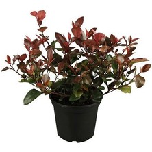 Bodur Alev Çalısı Photinia Fraseri Compacta 20 cm