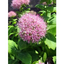 Sonbahar Ateşi Hylotelephium Spectabile Brilliant 20 30 cm Saksıda