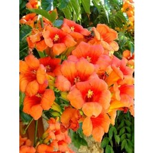 Acem Borusu Bitkisi Turuncu Campsis Gramandiflora 100 cm Saksıda