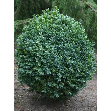 Adı Şimşir Buxus Sempervirens 40 30 cm Saksıda