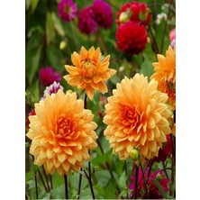 Turuncu Yıldız Çiçeği Soğanı Hercules Paketli 1 Adetli