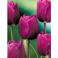 Lale Soğanı Purple Flag 3 Adet