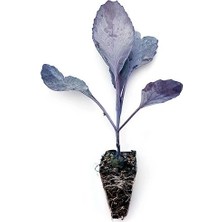 Kırmızı Lahana Fidesi 10 Adet