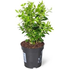 Yeşil Yapraklı Şimşir Buxus Sempervirens Arborescens 20 40 cm Saksıda