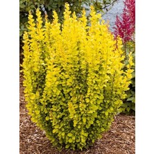 Hanım Tuzluğu Sarı Berberis Thunbergii Maria Saksıda