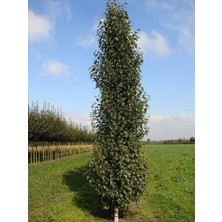 Huş Ağacı Betula Pendula Fastigiata Joes 100 cm Saksıda