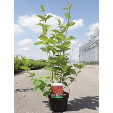 Kırmızı Süs Kızılcığı Cornus Alba Sibiricia 80 cm Saksıda
