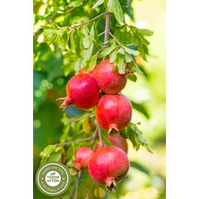 Gülçehre Yörem Afyon Meşhur Muğla Şifa Deposu Besin Değerleri Korunarak Kurutulmuş Nar Kabuğu Kurusu | 130GR.