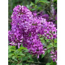 Leylak Fidanı Syringa Chinensis 40 60 cm Saksıda