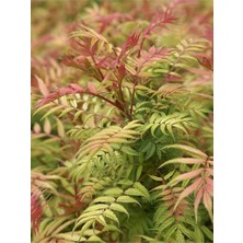 Elma Üzümü Fidanı Sorbaria Sorbifolia Saksıda