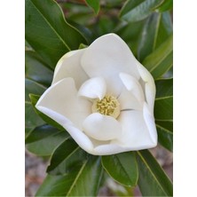 Manolya Fidanı Yaprak Dökmeyen Magnolia Grandiflora 120 cm Saksıda