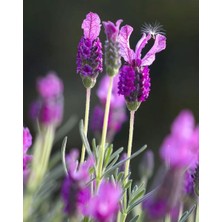 Goya Botanicals Karabaş Otu Hidrosolü 100 ml - Saf ve Doğal