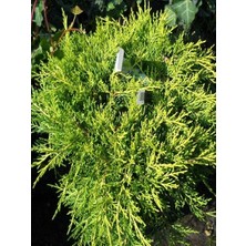 Sarı Ardıç Juniperus Media Old Gold 20 40 cm Saksıda