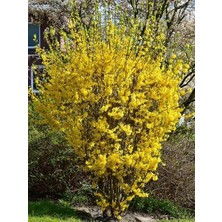 Altın Çanak Forsythia Intermedia 80 100 cm