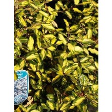 Alacalı Süs Iğdesi Elaeagnus Pungens Maculata 100 cm Saksıda