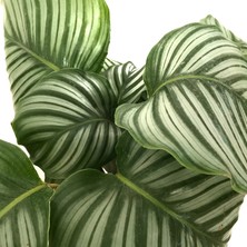 Betonish Calathea Orbifolia (Dua Çiçeği)