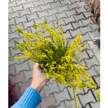 Denizin Garden Erika (Funda) Çiçeği Erica Carnea - Sarı